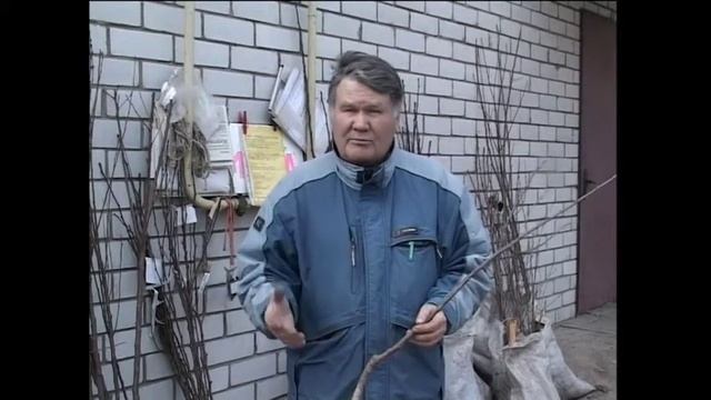 Валерий Панов: Какие сорта яблони? (часть 2) смотреть онлайн