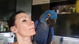 Как тебя зовут? - РОМЕО!  Говорящий попугай, попугай Ара, какаду, Гиацинтовый Ара, смешные животные