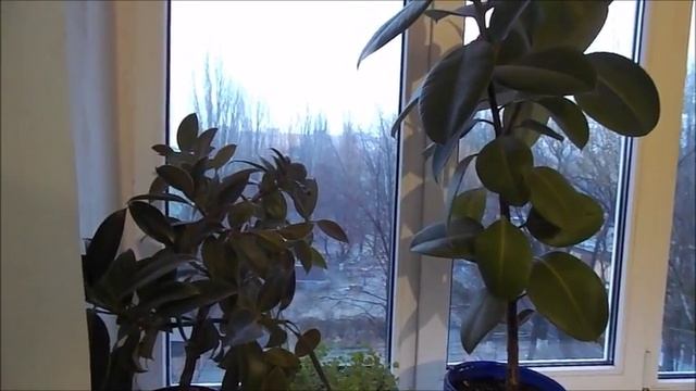 Каучуконосный Фикус смотреть онлайн