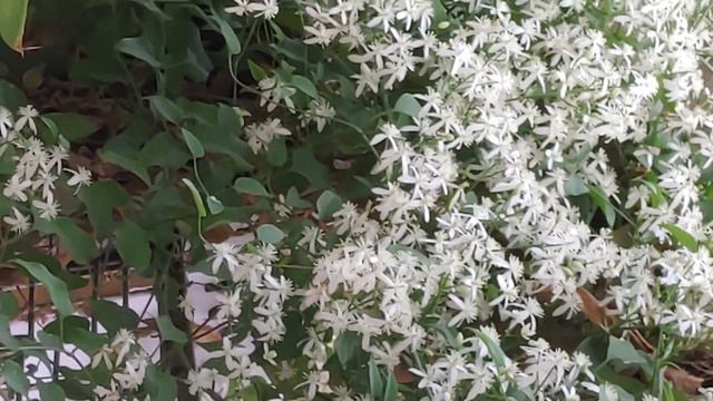 Clematis terniflora vine / Ranjai / care and propogation in Telugu & English | Prema's Garden смотреть онлайн