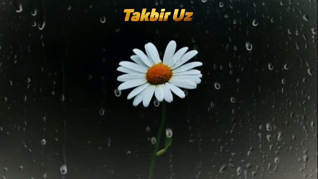 СУРА ЯСИН КРАСИВОЕ ЧТЕНИЕ КОРАНА#alhamdulillah