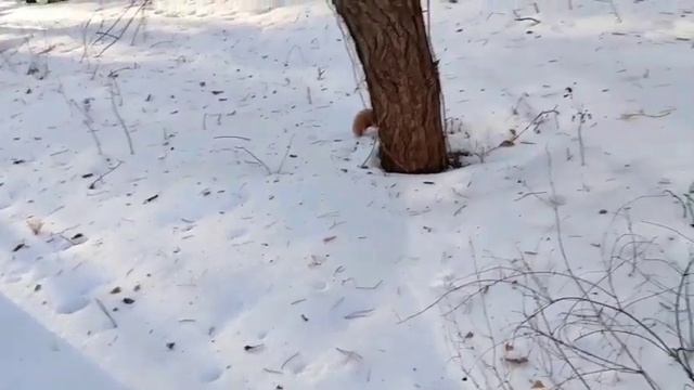 #животные леса #белкизверьки Неожиданная встреча с белками. смотреть онлайн