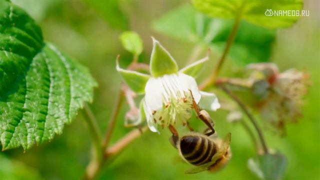 4 знака Зодиака, что не могут жить без роскоши смотреть онлайн