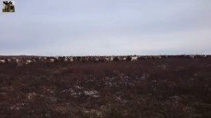 Пастбище / Ловля оленей
