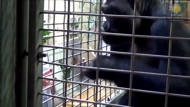 Animal Artists at the Smithsonian's National Zoo смотреть онлайн