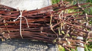 Как размножить жимолость от куста