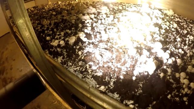 Выращивание Шампиньонов. Я На Обучении. Компост Фазы 3 смотреть онлайн