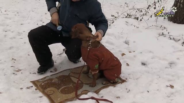 Дрессировке щенка как его воспитание, принуждение и насилие смотреть онлайн