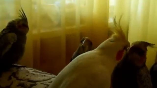Выросший птенец кореллы просит кушать. смотреть онлайн