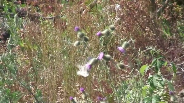 Parnassius apollo, Lohja, Finland - 2010
