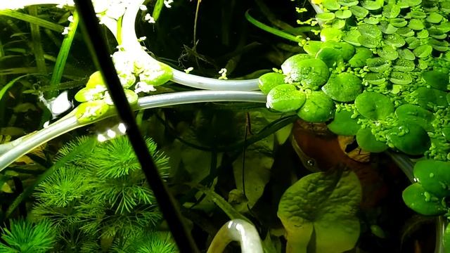 Trimming Aquarium Plants (Nymphaea Stellata Syn. N. Nouchali) Dwarf Aquarium Lily