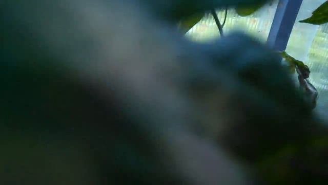 Помидоры великаны. Урожай 2017г. смотреть онлайн