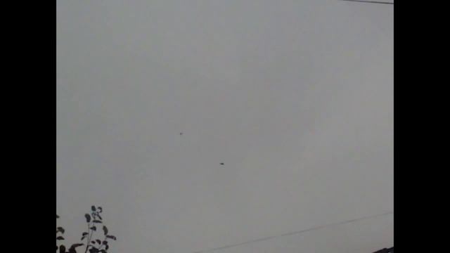 Курские голуби-Полет турмана Харьков