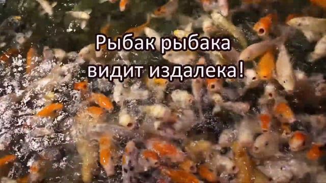 Рыбалка. Цитаты, изречения и афоризмы о рыбалке смотреть онлайн