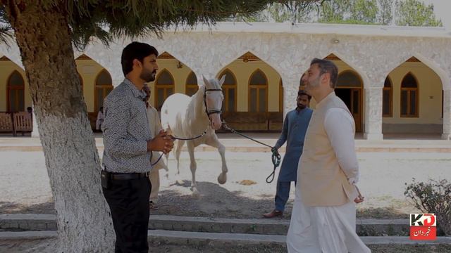 Nawab Malik Atta Muhammad Khan's Horse Shehanshah | گھوڑا شہنشاہ || Most Beautiful Horse Shehanshah