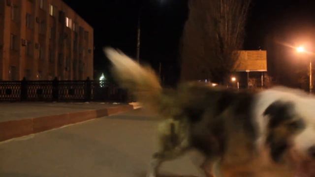 Border collie Lays смотреть онлайн