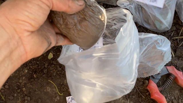 Купить саженцы Клубника, Малина, Ежевика от Хитрук Елены смотреть онлайн