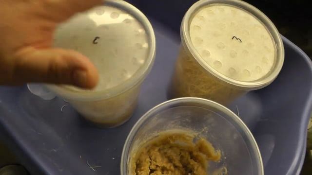 Starting Fruit Flies cultures for my Poison Dart Frogs смотреть онлайн