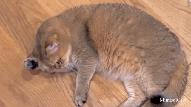 Про рыбов и котов: мататаби, что ты творишь! MimisolCats смотреть онлайн