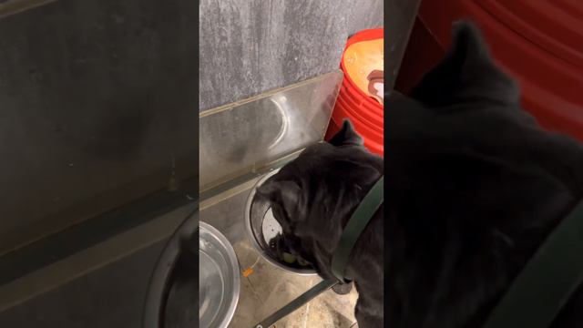 Ужин🥰#cane #tttt #canecorso #канекорсо #canecorsoitaliano #канекорсоитальяно #кане смотреть онлайн