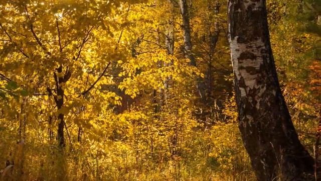 ЛЕС, СЛОВНО , ТЕРЕМ РАСПИСНОЙ смотреть онлайн