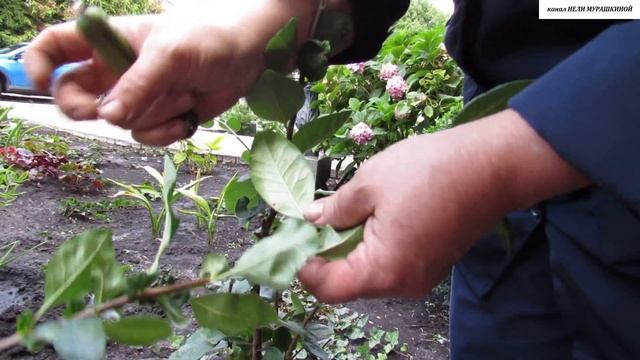 Как создать ХЕНОМЕЛЕС на ШТАМБЕ. Летняя ПРИВИВКА черенком В БОКОВОЙ ЗАРЕЗ. смотреть онлайн