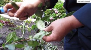 Как  создать ХЕНОМЕЛЕС на ШТАМБЕ.  Летняя ПРИВИВКА черенком В  БОКОВОЙ  ЗАРЕЗ.