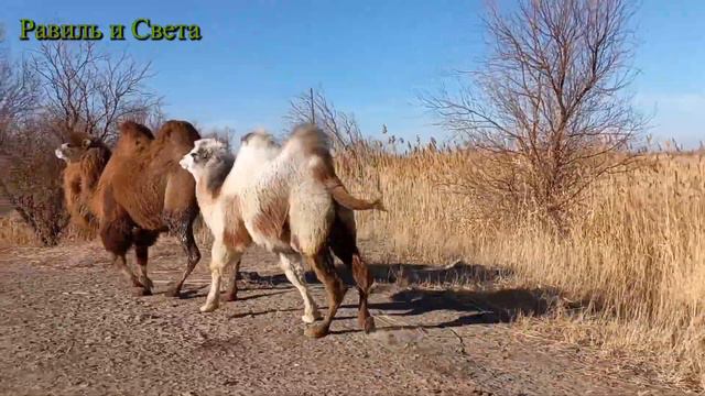 Казахстанские степи// Kazakhstan steppes @ канал Равиль и Света смотреть онлайн