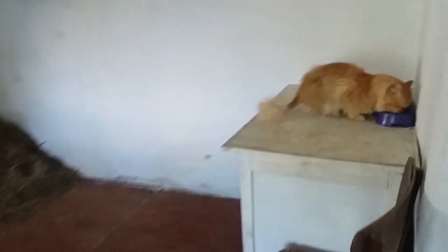 Персидские кошки на даче смотреть онлайн