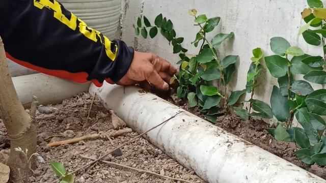 How To Grow Creeping Fig From Cutting For Beginners | Creeping Fig from Cutting смотреть онлайн