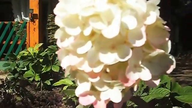 ✿➽ Наша дача 24 июля 2015 🌺 смотреть онлайн
