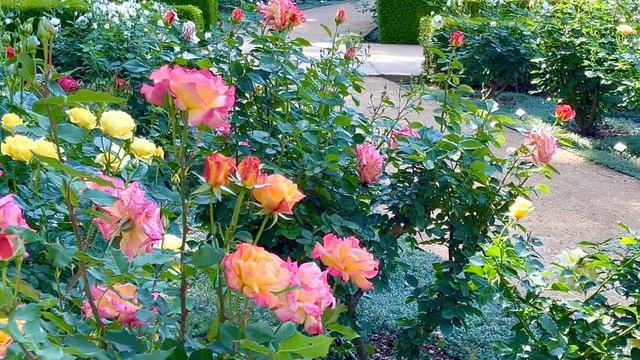 Rose Garden Tour with Rose Names (Spring 2023 Part 2 ) смотреть онлайн