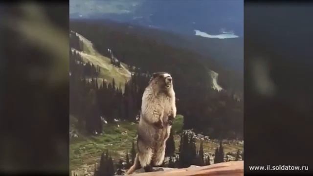 Барсук на горе смотреть онлайн