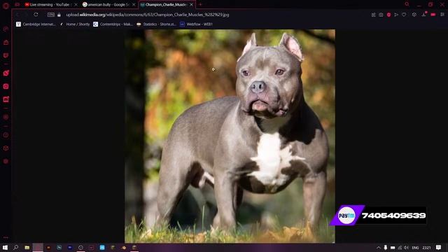 MINECRAFT LIVE WITH SUBSCRIBER || JOIN OUR SONIC SMP || JAVA+PE EDITION || #herobrinesmp | SONIC смотреть онлайн