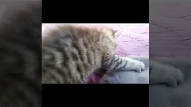 Милые котята от метиса британской кошки. Кошка и котята живут в разных домах у своих хозяив. смотреть онлайн