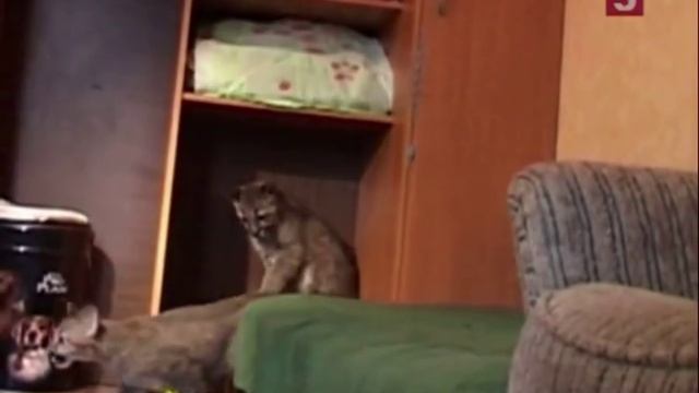 В Литве у молодой женщины дома живут сразу три детёныша пумы смотреть онлайн