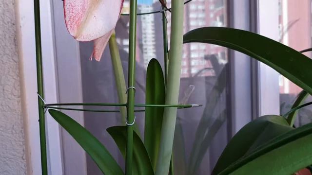 Showmaster hippeastrum смотреть онлайн