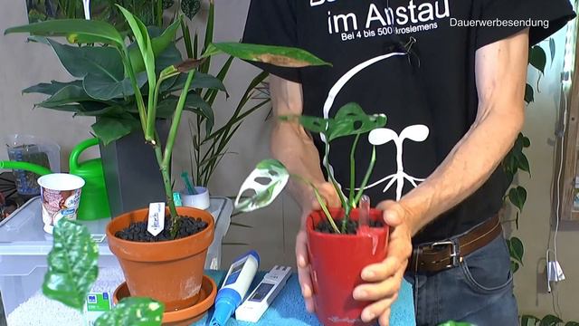 Alocasia und Banane pflegen dann Spezial Monstera Alles Neu смотреть онлайн