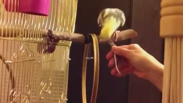 Корелла попугай. Стрижом когти на ходу. Как подстричь когти не ручному попугаю корелла смотреть онлайн