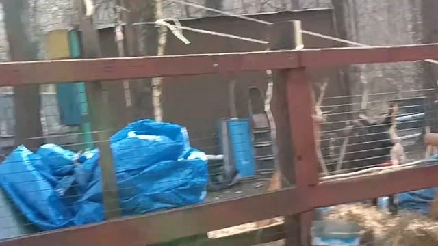 Большие рога у оленя вырастут к августу |  89653801311 Москва