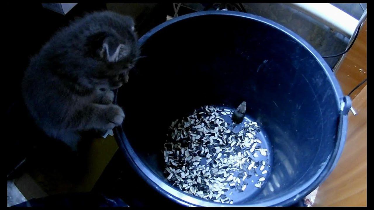 Муся и мыша. смотреть онлайн