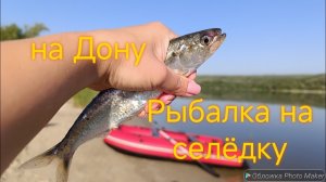 Рыбалка на селёдку. Дон. Пухляковка