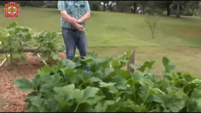 Мужчина получил по почте семена от неизвестного отправителя из Китая: он посадил их во дворе! смотреть онлайн