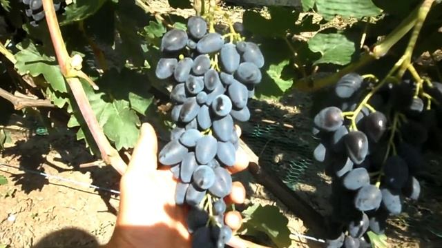 Виноград Атос 2020 смотреть онлайн