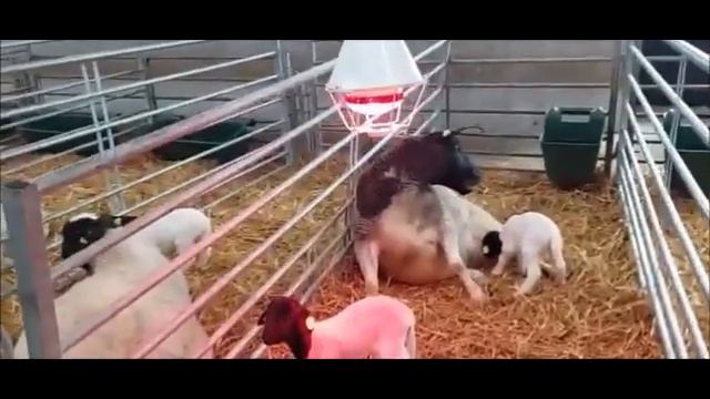 Окот 2022. Овца приняла ягнёнка. Сохранение молодняка смотреть онлайн
