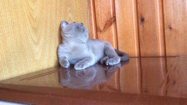 Бурма котенок голубого окраса смотреть онлайн