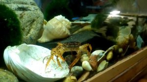 Леопардовый краб ест мотыля / Panther crab eating bloodworms