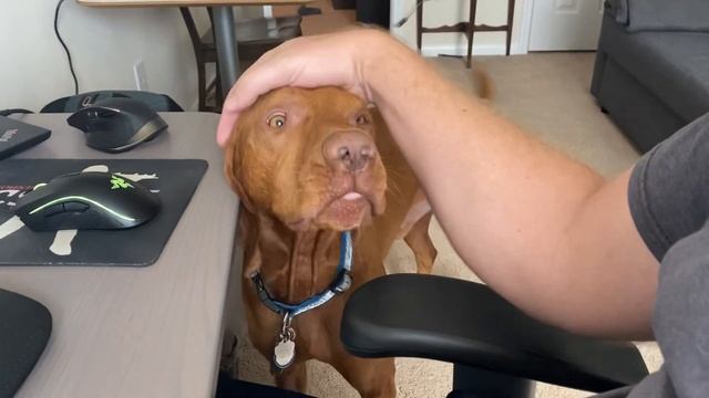 Working from home with a Vizsla смотреть онлайн