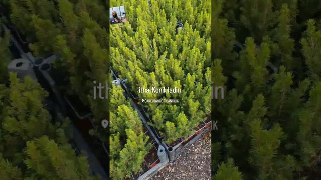 Konik Ladin (picea Conica) смотреть онлайн