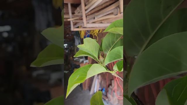 Magnolia 'Vulcan' смотреть онлайн
